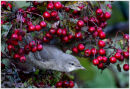 Barred Warbler